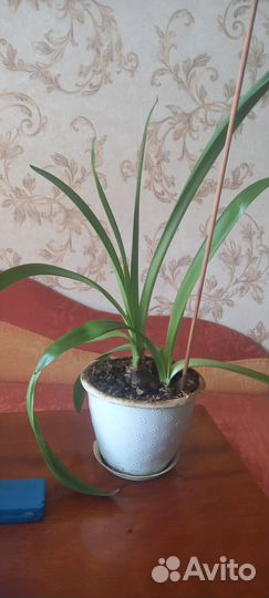Комнатный цветок лилия