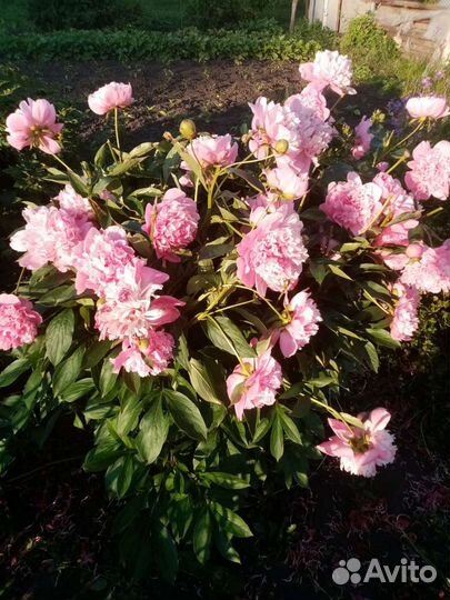 Тюльпаны сортовые и другие многолетники