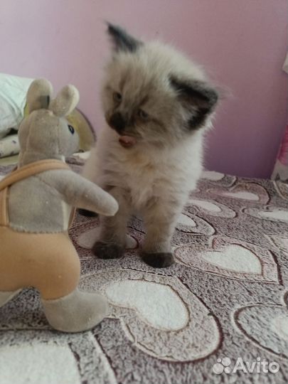 Сиамская кошечка