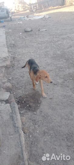 Русская гончая