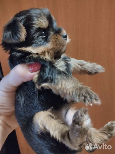 Йоркширский терьер щенки