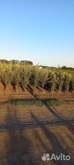 Саженцы плодовых деревьев