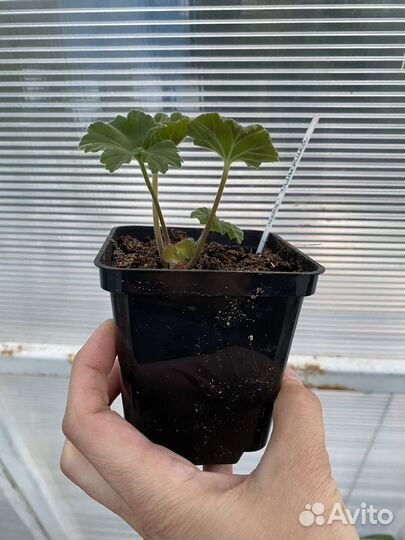 Герань пеларгония Леона Галактика