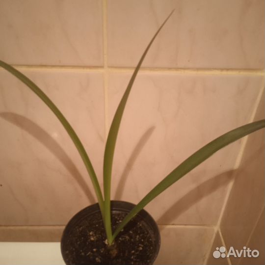 Гиппеаструм амариллис