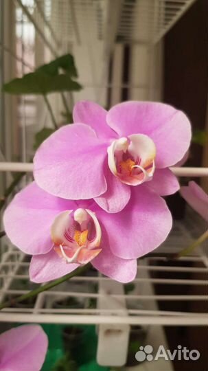 Орхидея