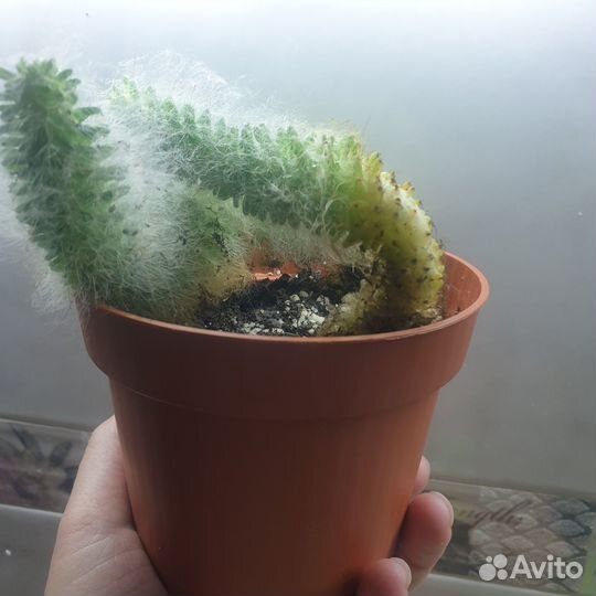 Пушистый кактус