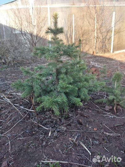Голубые ели саженцы
