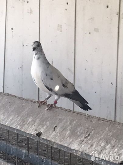 Продажа голубей статные