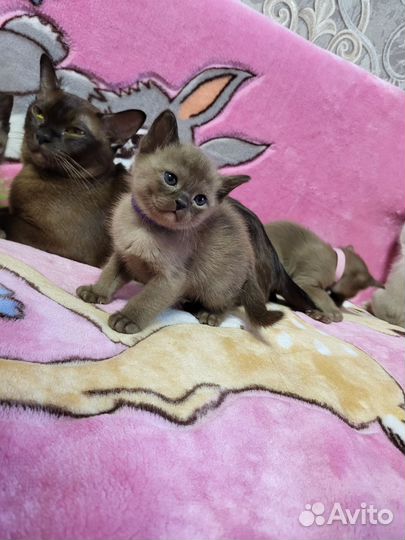 Бурманская