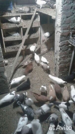 Голуби бойные