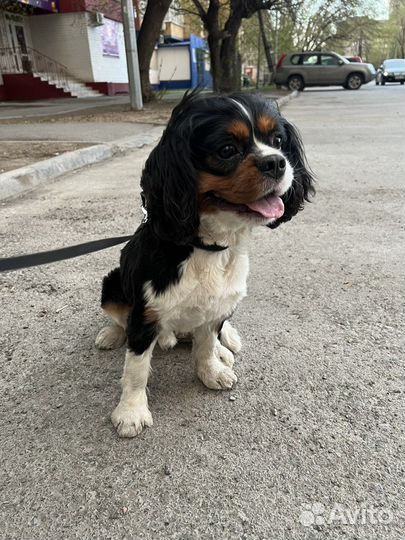 Кавалер кинг чарльз спаниель вязка