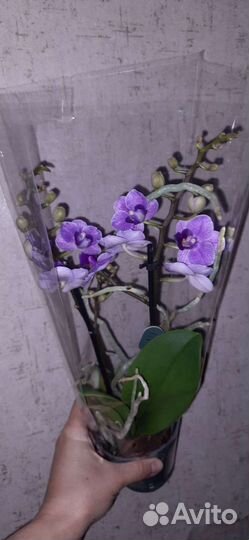 Орхидея Виолет Квин