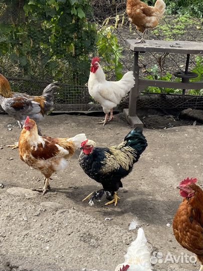Петух голошейка