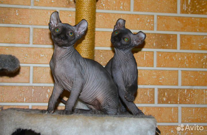 Канадский сфинкс Эльф