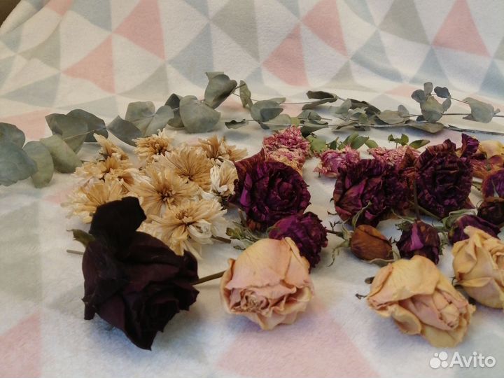 Сухоцветы для творчества