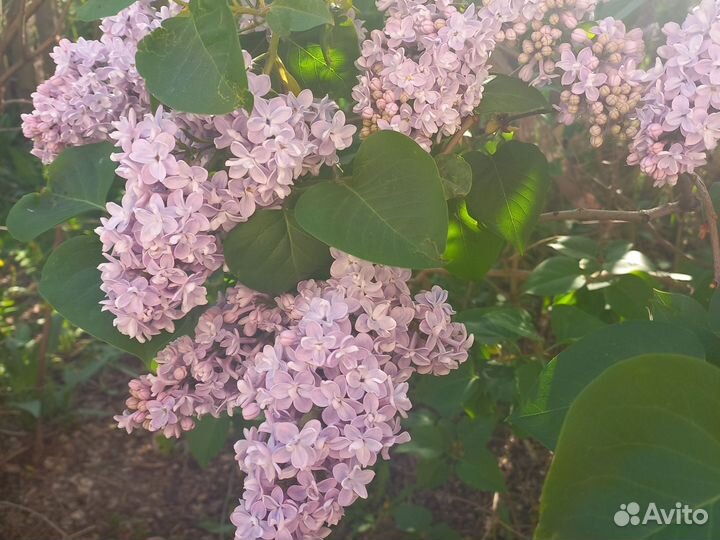 Саженцы сирени сортовой
