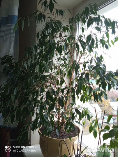 Фикус Бенджамина