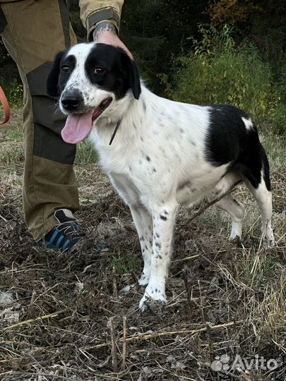 Собака в добрые руки