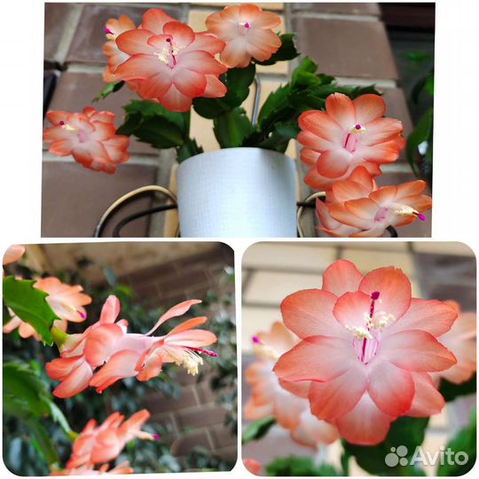 Шлюмбергера (декабрист)