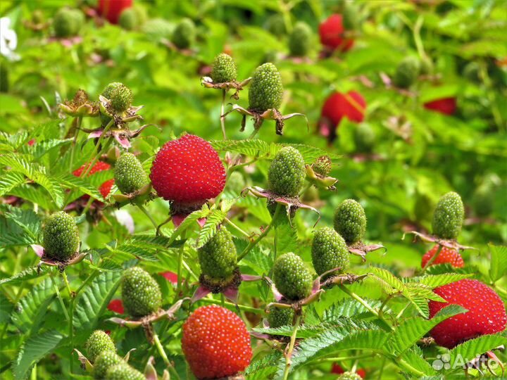 Растения Малина (кусты)