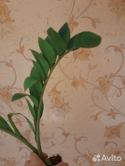 Замиокулькас zamicro