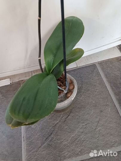 Сортовые Орхидеи фаленопсисы