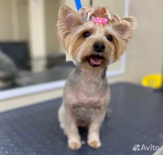 Груминг, стрижка собак и кошек, экспресс-линька