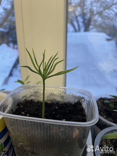 Растения и деревья