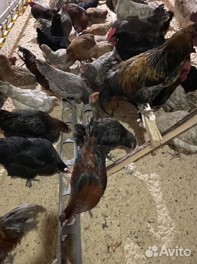 Домашние куриные яйца