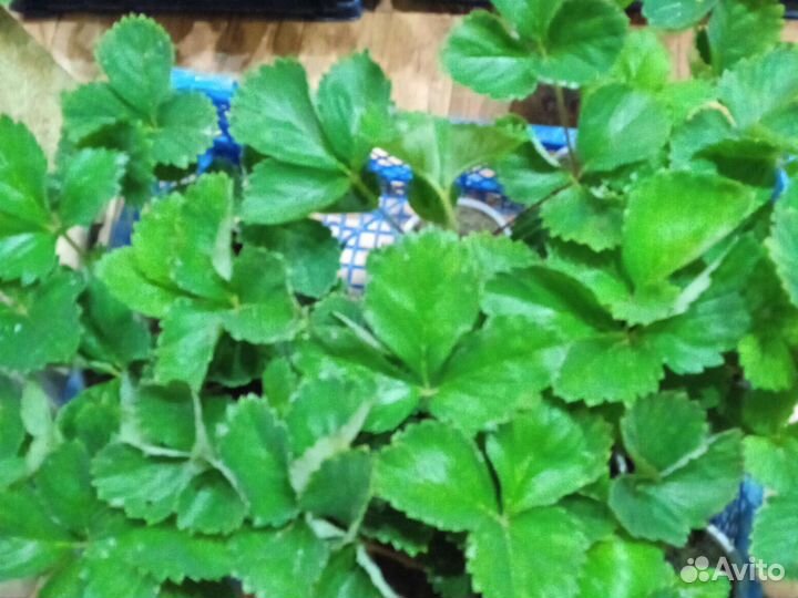 Саженцы ягоды Фестивальная