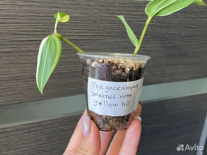 Традесканции сортовые