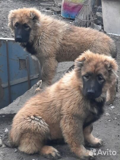 Щенки кавказской овчарки