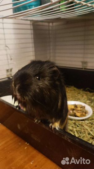 Клетка для кролика, морской свинки