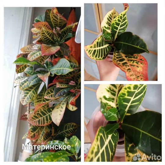 Кодиеум (кротон)