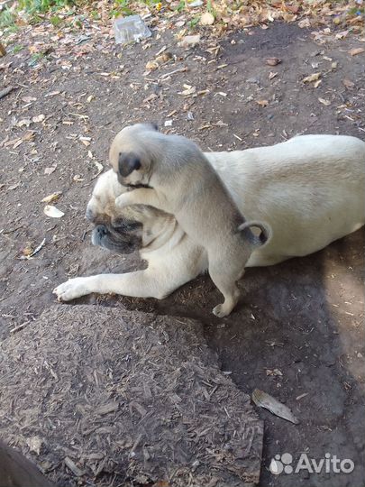 Продаются щенки мопсы