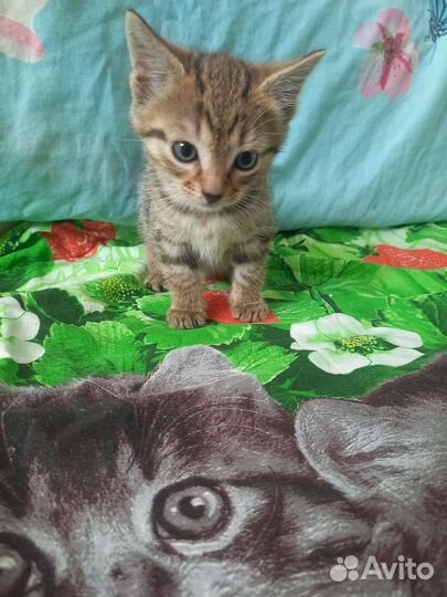 Котята в дар бесплатно