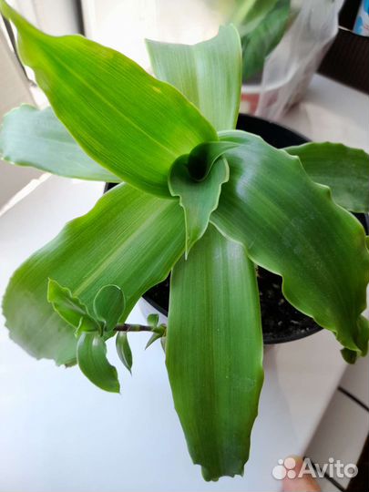 Комнатные растения / Цитрусовые