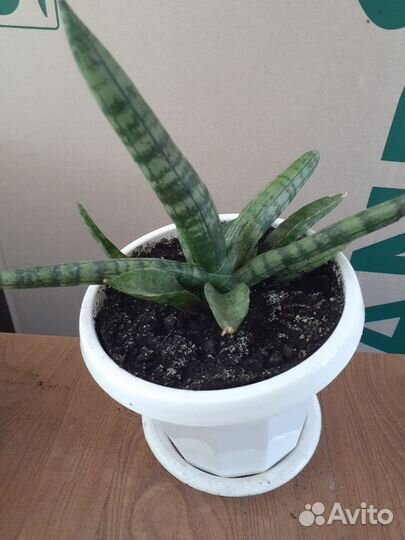 Сансевьерия