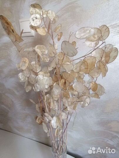 Лунария сухоцвет