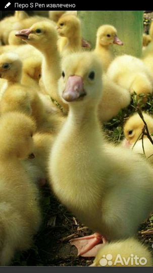 Гусята линда(Башкирия)