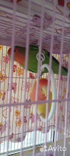 Попугай неразлучники с клеткой