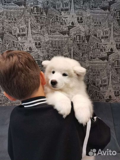 Самоедская лайка