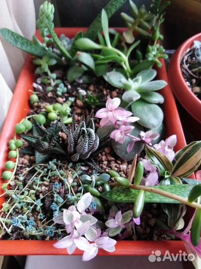 Суккуленты микс. Спатифиллум