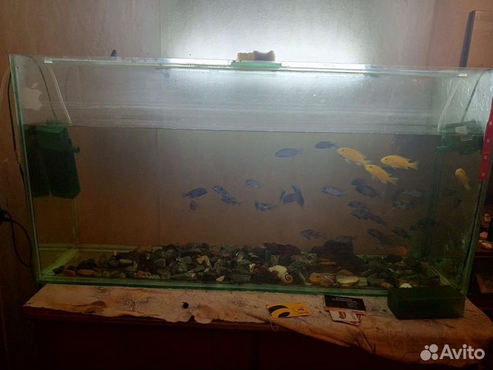 Аквариум с рыбками