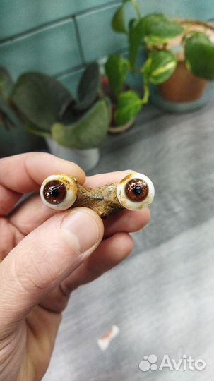 Кукольные головы
