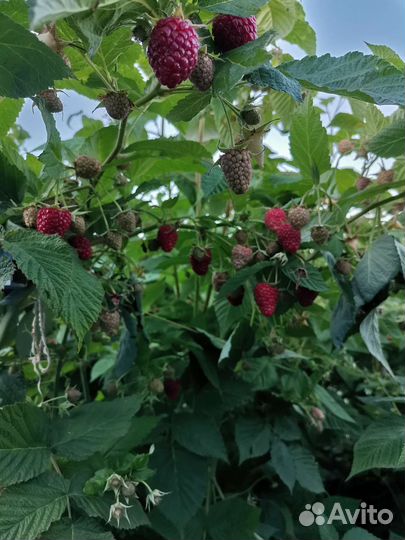 Саженцы ремонтантной малины сорт Атлант