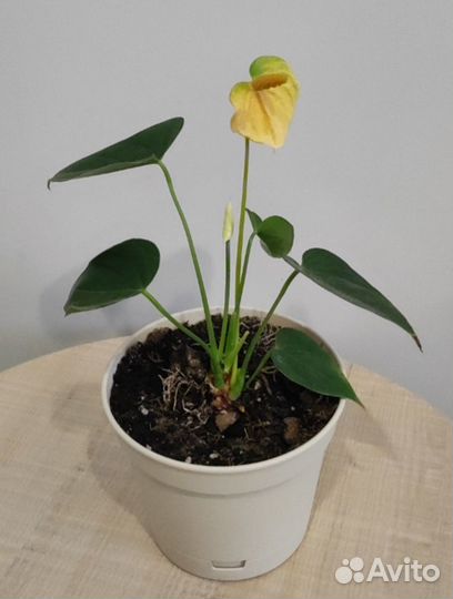 Антуриумы(ванила, фиорино, красный)