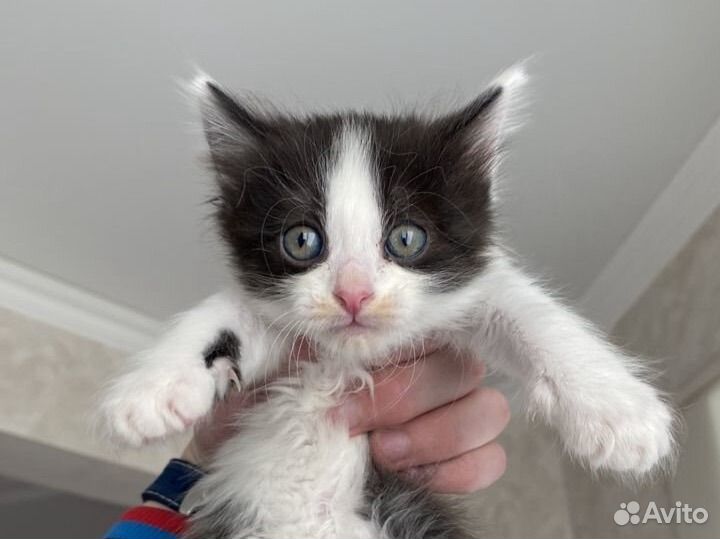 Милые котята в добрые руки