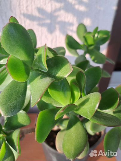 Толстянка, крассула, денежное дерево