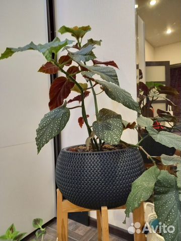 Бегония тростниковая, крылья ангела, пятнистаяя